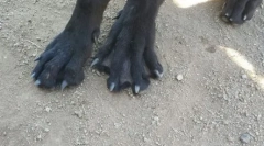 Este posibil să înoțiți cu un câine